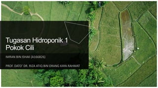 Tugasan Hidroponik 1
Pokok Cili
IMRAN BIN ISHAK (A166826)
PROF. DATO’ DR. RIZA ATIQ BIN ORANG KAYA RAHMAT
 