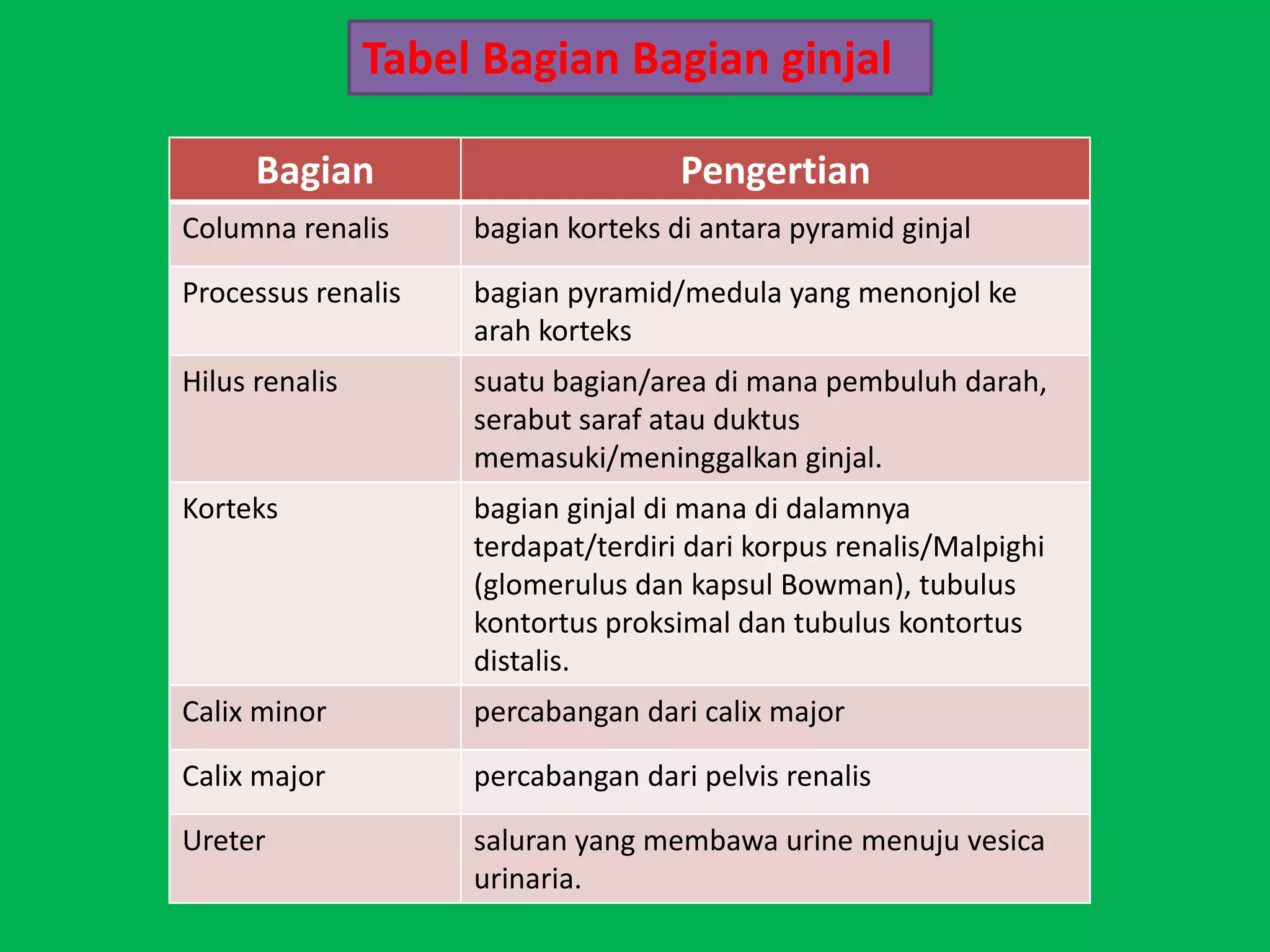 Tabel Bagian Bagian ginjal

      Bagian                         Pengertian
Columna renalis      bagian korteks di antara pyramid ginjal

Processus renalis    bagian pyramid/medula yang menonjol ke
                     arah korteks
Hilus renalis        suatu bagian/area di mana pembuluh darah,
                     serabut saraf atau duktus
                     memasuki/meninggalkan ginjal.
Korteks              bagian ginjal di mana di dalamnya
                     terdapat/terdiri dari korpus renalis/Malpighi
                     (glomerulus dan kapsul Bowman), tubulus
                     kontortus proksimal dan tubulus kontortus
                     distalis.
Calix minor          percabangan dari calix major

Calix major          percabangan dari pelvis renalis

Ureter               saluran yang membawa urine menuju vesica
                     urinaria.
 