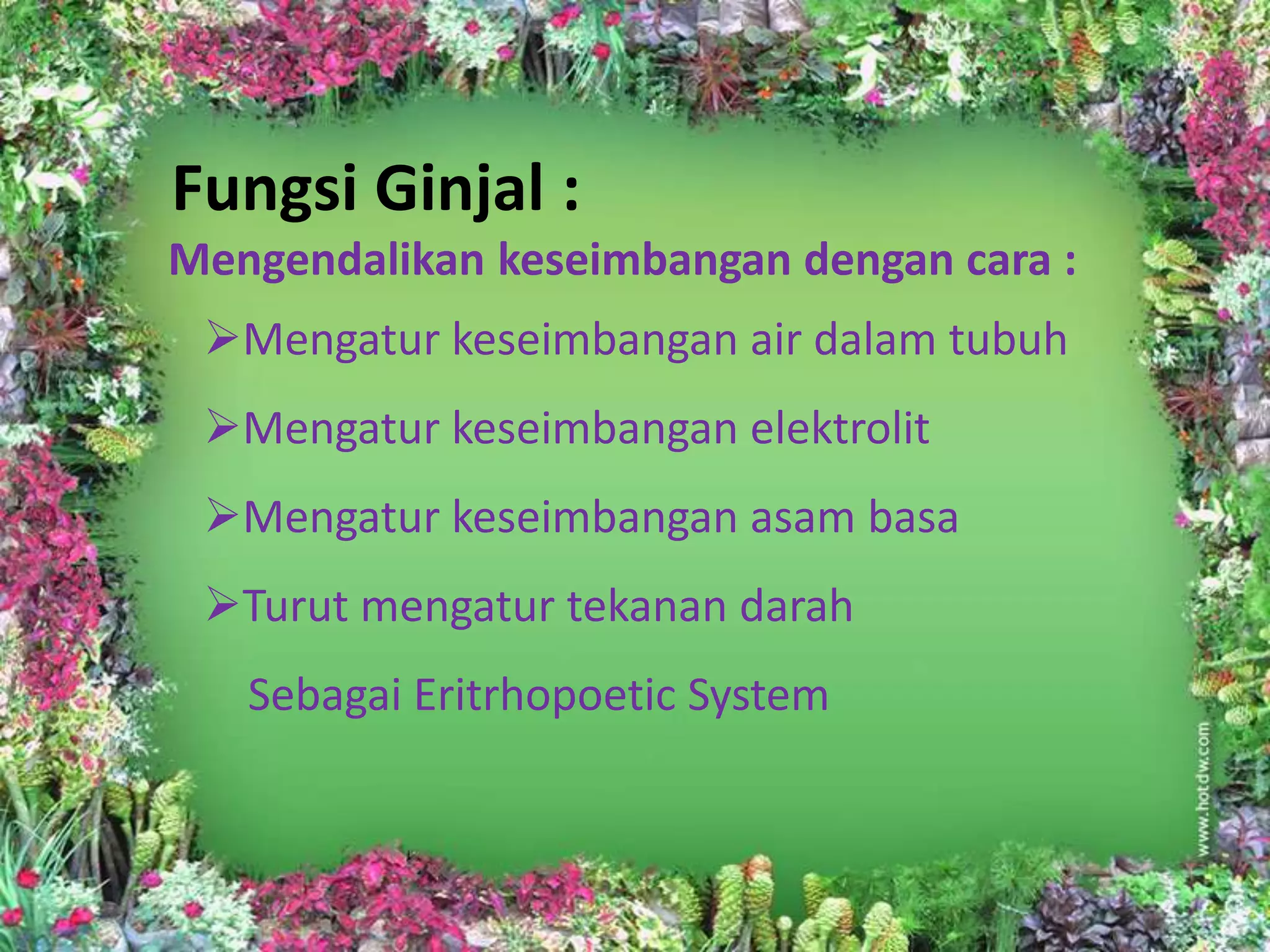 Fungsi Ginjal :
Mengendalikan keseimbangan dengan cara :
 Mengatur keseimbangan air dalam tubuh
 Mengatur keseimbangan elektrolit
 Mengatur keseimbangan asam basa
 Turut mengatur tekanan darah
   Sebagai Eritrhopoetic System
 