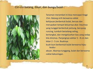 Ciri-ciri batang, daun, dan bunga/buah :
Tanaman merambat ini bisa mencapai tinggi
15m. Batang sirih berwarna coklat
kehijauan,berbentuk bulat, beruas dan
merupakan tempat keluarnya akar. Daunnya
yang tunggal berbentuk jantung, berujung
runcing, tumbuh berselang-seling,
bertangkai, dan mengeluarkan bau yang sedap
bila diremas. Panjangnya sekitar 5 - 8 cm dan
lebar 2 - 5 cm. Buahnya
buah buni berbentuk bulat berwarna hijau
keabu-
abuan. Akarnya tunggang, bulat dan berwarna
coklat kekuningan.
4
 