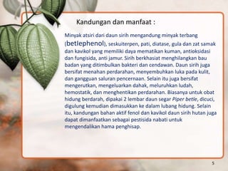 Kandungan dan manfaat :
Minyak atsiri dari daun sirih mengandung minyak terbang
(betIephenol), seskuiterpen, pati, diatase, gula dan zat samak
dan kavikol yang memiliki daya mematikan kuman, antioksidasi
dan fungisida, anti jamur. Sirih berkhasiat menghilangkan bau
badan yang ditimbulkan bakteri dan cendawan. Daun sirih juga
bersifat menahan perdarahan, menyembuhkan luka pada kulit,
dan gangguan saluran pencernaan. Selain itu juga bersifat
mengerutkan, mengeluarkan dahak, meluruhkan ludah,
hemostatik, dan menghentikan perdarahan. Biasanya untuk obat
hidung berdarah, dipakai 2 lembar daun segar Piper betle, dicuci,
digulung kemudian dimasukkan ke dalam lubang hidung. Selain
itu, kandungan bahan aktif fenol dan kavikol daun sirih hutan juga
dapat dimanfaatkan sebagai pestisida nabati untuk
mengendalikan hama penghisap.
5
 