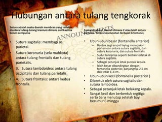 Hubungan antara tulang tengkorak 
Sutura adalah suatu daerah membran yang terletak 
diantara tulang-tulang kranium dimana osifikasinya 
belum sempurna 
• Sutura sagitalis: membagi os. 
parietal. 
• Sutura koronaria (sela mahkota) 
antara tulang frontalis dan tulang 
parietalis. 
• 3. Sutura lambdoidea: antara tulang 
occipitalis dan tulang parietalis. 
• 4. Sutura frontalis: antara kedua 
frontalis. 
Fontanel adalah daerah dimana 2 atau lebih sutura 
bertemu. Secara keseluruhan terdapat 6 fontanel, 
• Ubun-ubun besar (fontanella anterior) 
– Bentuk segi empat laying merupakan 
pertemuan antara sutura sagitalis, dan 
sutura koronaria, dan sutura frontalis. 
– Sudut lancipnya seperti berlian terletak di 
sutura sagitalis. 
– Sebagai petunjuk letak puncak kepala. 
– lebih besar dibandingkan dengan 
fontanella posterior, panjangnya 2,5 cm 
dan lebar 1,3 cm . 
• Ubun-ubun kecil (fontanella posterior ) 
• Dibentuk oleh sutura sagitalis dan 
sutura lamboidea. 
• Sebagai petunjuk letak belakang kepala. 
• Sangat kecil dan berbentuk segitiga 
serta baru menutup setelah bayi 
berumur 6 minggu 
 