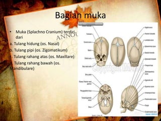 Bagian muka 
• Muka (Splachno Cranium) terdiri 
dari 
a. Tulang hidung (os. Nasal) 
b. Tulang pipi (os. Zigomatikum) 
c. Tulang rahang atas (os. Maxillare) 
d. Tulang rahang bawah (os. 
Mandibulare) 
 