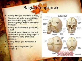 Bagian tengkorak 
• Tulang dahi (os. Frontale) 2 buah 
• Diantereriol terletak os. Frontal 
kanan dan kiri, yang pusat 
penulangannya disebut eminentia 
frontalis 
• Tulang ubun-ubun (os. parietale) 
2 buah 
• Dilateral, yaitu diakanan dan kiri 
terdapat os.parietal dengan pusat 
osifikasinya, yaitu eminentia 
parietalis 
• Tulang pelipis (os. Temporal) 2 
buah 
• Tulang belakang kepala (os. 
Occipital) 
 