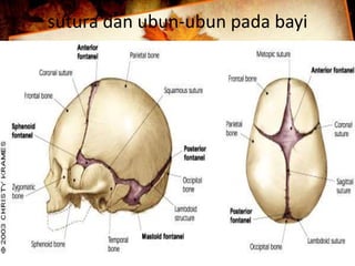 sutura dan ubun-ubun pada bayi 
 
