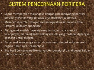 SISTEM PENCERNAAN PORIFERA
• Spons memperoleh makananya dengan cara menyaring partikel-
pertikel makanan yang terbawa arus melewati tubuhnya.
• Makanan diperoleh dengan cara mengalirkan air melalui ostia
(ostium) ke dalam spongiosel.
• Air digerakkan oleh flagelata yang terdapat pada koanosit.
Selanjutnya, air dialirkan ke dalam vakuola yang terdapat di pangkal
koanosit untuk dicerna.
• Bahan makanan yanga sudah dicerna akan diedarkan ke seluruh
bagian tubuh oleh sel amebosit.
• Sisa hasil pencernaan dikeluarkan ke spongiosel dan dibuang keluar
tubuh memalui ostium
 
