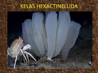 KELAS HEXACTINELLIDA
 