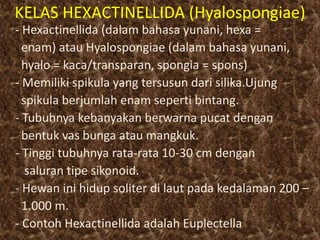 KELAS HEXACTINELLIDA (Hyalospongiae)
- Hexactinellida (dalam bahasa yunani, hexa =
enam) atau Hyalospongiae (dalam bahasa yunani,
hyalo = kaca/transparan, spongia = spons)
- Memiliki spikula yang tersusun dari silika.Ujung
spikula berjumlah enam seperti bintang.
- Tubuhnya kebanyakan berwarna pucat dengan
bentuk vas bunga atau mangkuk.
- Tinggi tubuhnya rata-rata 10-30 cm dengan
saluran tipe sikonoid.
- Hewan ini hidup soliter di laut pada kedalaman 200 –
1.000 m.
- Contoh Hexactinellida adalah Euplectella
 