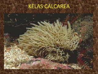 KELAS CALCAREA
 