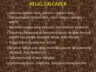 KELAS CALCAREA
– Calcarea (dalam latin, calcare = kapur) atau
Calcispongiae (dalam latin, calci = kapur, spongia =
spons)
– Memiliki rangka yang tersusun dari kalsium karbonat.
– Tubuhnya kebanyakan berwarna pucat dengan bentuk
seperti vas bunga, dompet, kendi, atau silinder.
– Tinggi tubuh kurang dari 10 cm.
– Struktur tubuh ada yang memiliki saluran air askonoid,
sikonoid, atau leukonoid.
– Calcarea hidup di laut dangkal,
– contohnya sycon, Clathrina, dan Leucettusa lancifer.
 