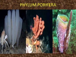 PHYLUM PORIFERA
 