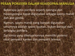 PERAN PORIFERA DALAM KEHIDUPAN MANUSIA
Beberapa jenis porifera seperti spongia dan
hippospongia dapat digunakan sebagai spons mandi
dan alat gosok.
Namun, spons mandi yang banyak digunakan
umumnya adalah spons buatan, bukan berasal dari
kerangka porifera.
Zat kimia yang dikeluarkannya memiliki potensi
obat penyakit kanker dan penyakit lainnya.
 