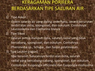 KERAGAMAN PORIFERA
BERDASARKAN TIPE SALURAN AIR
1) Tipe Askon :
sistem saluran air yang paling sederhana, secara berurutan
terdiri atas ostia, spongiosel, dan oskulum. Contohnya:
Leucosolenia dan Clatharina blanca .
2) Tipe Sikon :
saluran airnya meliputi ostia, saluran radial yang tidak
bercabang, spongiosel, dan oskulum. Contohnya :
Pheronema sp., Schypa , dan Sycon gelatinosum.
3) Tipe Leukon (ragon) :
tipe terumit. Salurannya terdiri atas ostia, saluran
radial yang bercabang-cabang, spongiosel, dan oskulum.
Contohnya: Euspongia officinalis dan Euspongia mollissima.
 