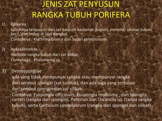 JENIS ZAT PENYUSUN
RANGKA TUBUH PORIFERA
1) Kalkarea :
tubuhnya tersususn dari zat kalsium karbonat (kapur), memiliki ukuran tubuh
kecil, dan hidup di laut dangkal.
Contohnya : Klathrina blanca dan Sycon gelatinosum
2) Heksaktinelida :
memiliki rangka tubuh dari zat silikat.
Contohnya : Pheronema sp.
3) Demospongiae :
ada yang tidak mempunyai rangka atau mempunyai rangka
dari serabut spongin (zat tanduk), dan ada juga yang tersusun
dari serabut spongin dan zat silikat.
Contohya: Euspongia officinalis, Euspongia mollisima , dan Spongila
carteri (rangka dari spongin), Poterion dan Oscarella sp. (tanpa rangka
tubuh), serta Corticium candelabrum (rangka dari spongin dan silikat)
 