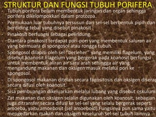 STRUKTUR DAN FUNGSI TUBUH PORIFERA
- Tubuh porifera belum membentuk jaringan dan organ sehingga
porifera dikelompokkan dalam protozoa.
- Permukaan luar tubuhnya tersusun dari sel-sel berbentuk pipih dan
berdiding tebal yang disebut pinakosit .
- Pinakosit berfungsi sebagai pelindung.
- Diantara pinakosit terdapat pori-pori yang membentuk saluran air
yang bermuara di spongosol atau rongga tubuh.
- Spongosol dilapisi oleh sel “berleher” yang memiliki flagelum, yang
disebut koanosit.Flagelum yang bergerak pada koanosit berfungsi
untuk membentuk aliran air saru arah sehingga air yang
mengandung makanan dan oksigen masuk melalui pori ke
spongosol.
- Di spongosol makanan ditelan secara fagositosis dan oksigen diserap
secara difusi oleh koanosit.
- Sisa pembuangan dikeluarkan melalui lubang yang disebut oskulum.
- Zat makanan dan oksigen selalin digunakan oleh koanosit, sebagian
juga ditransfer secara difusi ke sel-sel yang selalu bergerak seperti
amoeba, yaitu amoebosit (sel amoeboid).Fungsinya pun sama yaitu
mengedarkan makan dan oksigen keseluruh sel-sel tubuh lainnya
 