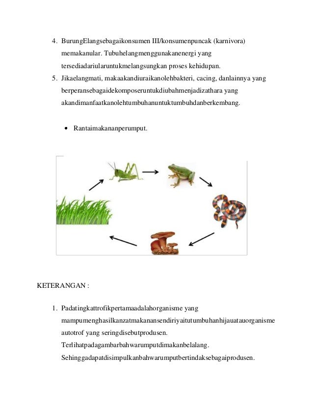 Soal Hots Ekosistem Smp Essay Bumi Soal