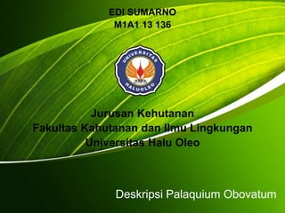 Deskripsi Palaquium Obovatum
EDI SUMARNO
M1A1 13 136
Jurusan Kehutanan
Fakultas Kahutanan dan Ilmu Lingkungan
Universitas Halu Oleo
 