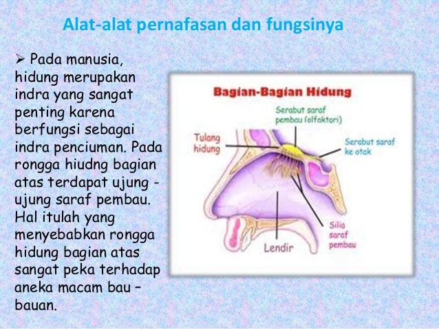 Gambar 8 Bagian  Lidah Fungsinya Kehidupan Manusia Google 