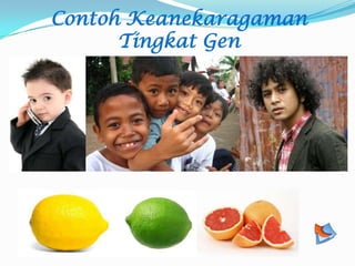 Contoh Keanekaragaman
Tingkat Gen
 
