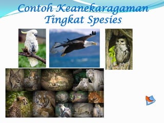 Contoh Keanekaragaman
Tingkat Spesies
 