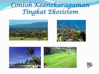 Contoh Keanekaragaman
Tingkat Ekosistem
 