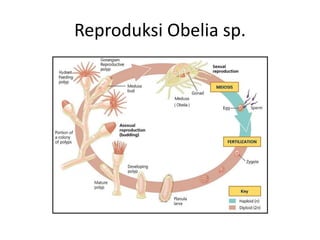 Reproduksi Obelia sp.
 