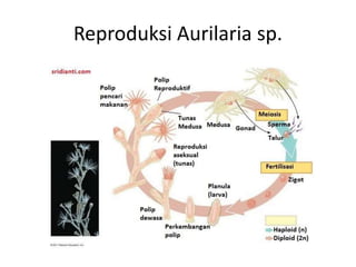 Reproduksi Aurilaria sp.
 
