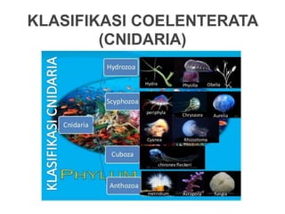 KLASIFIKASI COELENTERATA
(CNIDARIA)
 