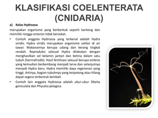 KLASIFIKASI COELENTERATA
(CNIDARIA)
a) Kelas Hydrozoa
merupakan organisme yang berbentuk seperti kantong dan
memiliki rongga enteron tidak bersekat.
• Contoh anggota Hydrozoa yang terkenal adalah Hydra
viridis. Hydra viridis merupakan organisme soliter di air
tawar. Makanannya berupa udang dan kerang tingkat
rendah. Reproduksi seksual Hydra dilakukan dengan
menghasilkan sel kelamin jantan dan betina dalam satu
tubuh (hermafrodit). Hasil fertilisasi seksual berupa embrio
yang kemudian berkembang menjadi larva dan selanjutnya
menjadi Hydra baru. Hydra memiliki daya regenerasi yang
tinggi. Artinya, bagian tubuhnya yang terpotong atau hilang
dapat segera terbentuk kembali.
• Contoh lain anggota Hydrozoa adalah ubur-ubur Obelia
geniculata dan Physalia pelagica.
 