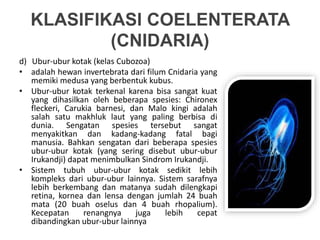 KLASIFIKASI COELENTERATA
(CNIDARIA)
d) Ubur-ubur kotak (kelas Cubozoa)
• adalah hewan invertebrata dari filum Cnidaria yang
memiki medusa yang berbentuk kubus.
• Ubur-ubur kotak terkenal karena bisa sangat kuat
yang dihasilkan oleh beberapa spesies: Chironex
fleckeri, Carukia barnesi, dan Malo kingi adalah
salah satu makhluk laut yang paling berbisa di
dunia. Sengatan spesies tersebut sangat
menyakitkan dan kadang-kadang fatal bagi
manusia. Bahkan sengatan dari beberapa spesies
ubur-ubur kotak (yang sering disebut ubur-ubur
Irukandji) dapat menimbulkan Sindrom Irukandji.
• Sistem tubuh ubur-ubur kotak sedikit lebih
kompleks dari ubur-ubur lainnya. Sistem sarafnya
lebih berkembang dan matanya sudah dilengkapi
retina, kornea dan lensa dengan jumlah 24 buah
mata (20 buah oselus dan 4 buah rhopalium).
Kecepatan renangnya juga lebih cepat
dibandingkan ubur-ubur lainnya
 
