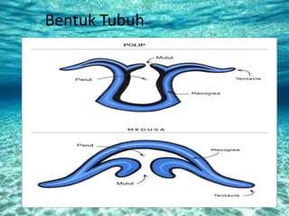 Bentuk Tubuh
 