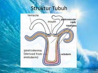 Struktur Tubuh
 