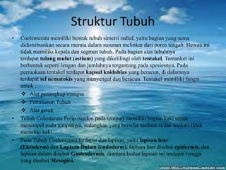 Struktur Tubuh
• Coelenterata memiliki bentuk tubuh simetri radial, yaitu bagian yang sama
didistribusikan secara merata dalam susunan melinkar dari poros tengah. Hewan ini
tidak memiliki kepala dan segmen tubuh. Pada bagian atas tubuhnya
terdapat tulang mulut (ostium) yang dikelilingi oleh tentakel. Tentankel ini
berbentuk seperti lengan dan jumlahnya tergantung pada spesiesnya. Pada
permukaan tentakel terdapat kapsul knidoblas yang beracun, di dalamnya
terdapat sel nematokis yang menyengat dan beracun. Tentakel memiliki fungsi
untuk :
 Alat penangkap mangsa
 Pertahanan Tubuh
 Alat gerak
• Tubuh Colenterata Polip (terikat pada tempat) memiliki bagian kaki untuk
menempel pada tempatnya, sedangkan yang bersifat medusa (tidak terikat) tidak
memiliki kaki.
• Pada Tubuh Coelenterata terdapat dua lapisan, yaitu lapisan luar
(Ektoderm) dan Lapisan Dalam (endoderm), lapisan luar disebut epidermis, dan
lapisan dalam disebut Gastrodermis, diantara kedua lapisan ini terdapat rongga
yang disebut Mesoglea.
 
