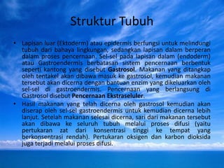 Struktur Tubuh
• Lapisan luar (Ektoderm) atau epidermis berfungsi untuk melindungi
tubuh dari bahaya lingkungan, sedangkan lapisan dalam berperan
dalam proses pencernaan. Sel-sel pada lapisan dalam (endoderm)
atau Gastroendermis berbatasan sistem pencernaan berbentuk
seperti kantong yang disebut Gastrosol. Makanan yang ditangkap
oleh tentakel akan dibawa masuk ke gastrosol, kemudian makanan
tersebut akan dicerna dengan bantuan enzim yang dikeluarkan oleh
sel-sel di gastroendermis. Pencernaan yang berlangsung di
Gastrosol disebut Pencernaan Ekstraseluler.
• Hasil makanan yang telah dicerna oleh gastrosol kemudian akan
diserap oleh sel-sel gastroendermis untuk kemudian dicerna lebih
lanjut. Setelah makanan selesai dicerna, sari dari makanan tersebut
akan dibawa ke seluruh tubuh melalui proses difusi (yaitu
pertukaran zat dari konsentrasi tinggi ke tempat yang
berkonsentrasi rendah). Pertukaran oksigen dan karbon dioksida
juga terjadi melalui proses difusi.
 