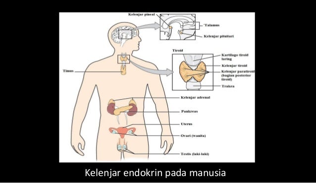Soal Biologi Kelas 11 Sistem Hormon Gambar Masnurul