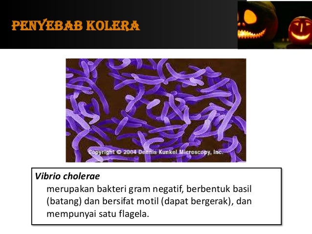 bebefapa bakteri penyebab  penyakit 