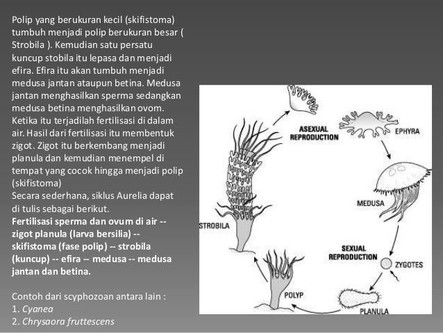 Contoh Hewan Kelas Amfibi - Grills & Zubehör