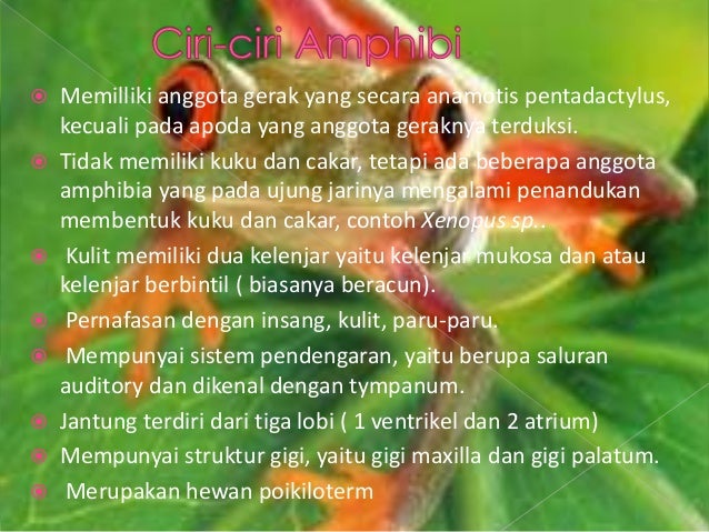 Tugas biologi (coelenterata & amfibi).ppt