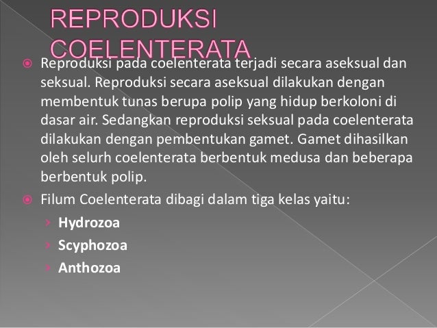 Tugas biologi (coelenterata & amfibi).ppt