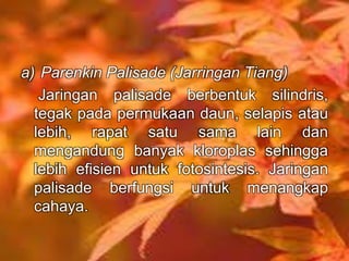 a) Parenkin Palisade (Jarringan Tiang) 
Jaringan palisade berbentuk silindris, 
tegak pada permukaan daun, selapis atau 
lebih, rapat satu sama lain dan 
mengandung banyak kloroplas sehingga 
lebih efisien untuk fotosintesis. Jaringan 
palisade berfungsi untuk menangkap 
cahaya. 
 