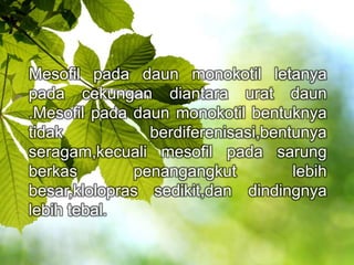 Mesofil pada daun monokotil letanya 
pada cekungan diantara urat daun 
.Mesofil pada daun monokotil bentuknya 
tidak berdiferenisasi,bentunya 
seragam,kecuali mesofil pada sarung 
berkas penangangkut lebih 
besar,klolopras sedikit,dan dindingnya 
lebih tebal. 
 