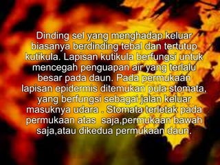 Dinding sel yang menghadap keluar 
biasanya berdinding tebal dan tertutup 
kutikula. Lapisan kutikula berfungsi untuk 
mencegah penguapan air yang terlalu 
besar pada daun. Pada permukaan 
lapisan epidermis ditemukan pula stomata, 
yang berfungsi sebagai jalan keluar 
masuknya udara . Stomata terletak pada 
permukaan atas saja,permukaan bawah 
saja,atau dikedua permukaan daun. 
 