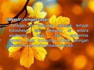 2)Mesofil (Jaringan Dasar) 
Jaringan ini berfungsi sebagai tempat 
fotosinesis dan terdapat di antara 
epidermis atas dan epidermis 
bawah. Pada tumbuhan dikotil, jaringan 
mesofil ini berdeferensiasi menjadi : 
 