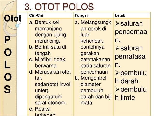 SMA XI IPA JARINGAN  OTOT HEWAN 