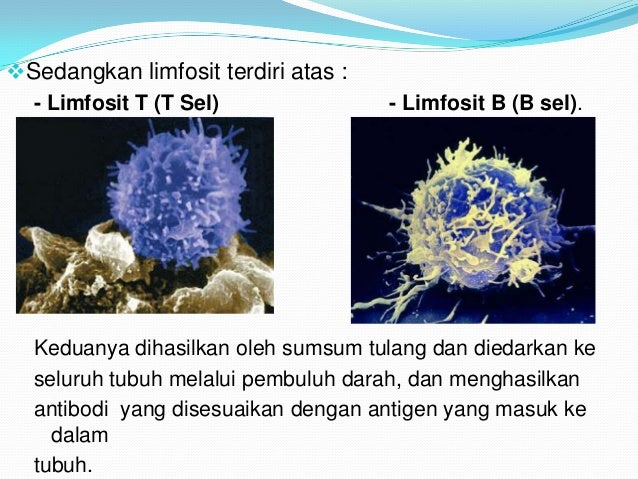 Sistem Kekebalan Tubuh Manusia