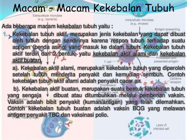 Guys, Rahasia Buah: Kunci kekebalan Tubuh Alami Biar Ngga Jeblok! 💪🌺