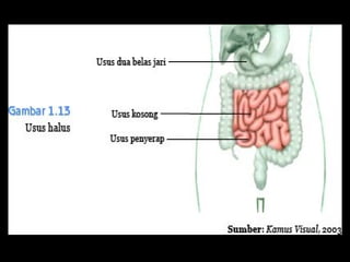 sistem pencernaan bagian usus halus