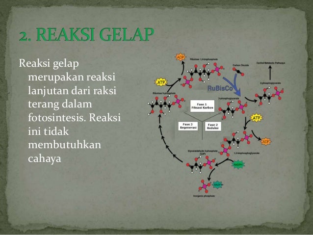 Tugas Biologi Metabolisme Sel Tugas Biologi Metabolisme Sel