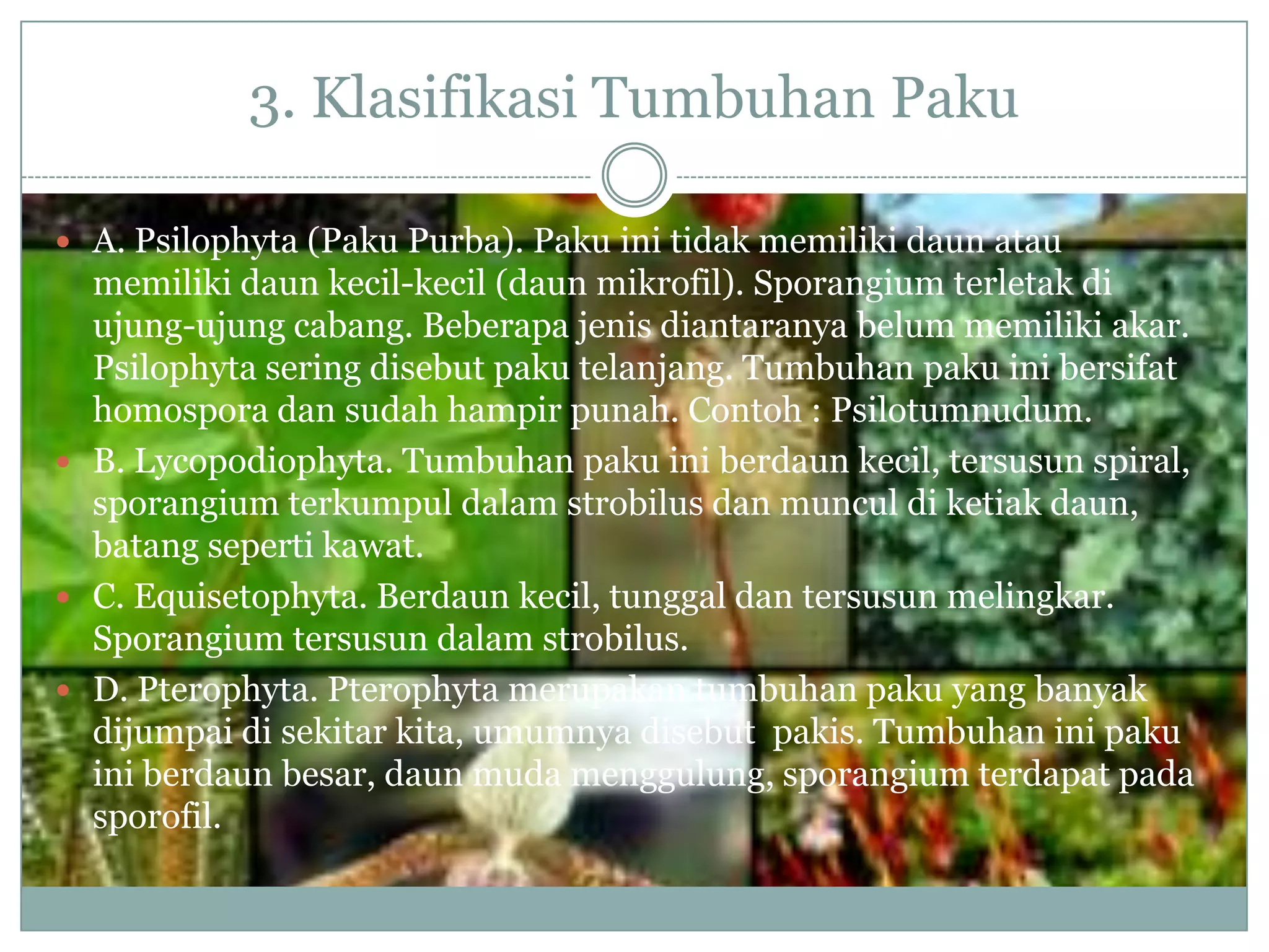 3. Klasifikasi Tumbuhan Paku

 A. Psilophyta (Paku Purba). Paku ini tidak memiliki daun atau
  memiliki daun kecil-kecil (daun mikrofil). Sporangium terletak di
  ujung-ujung cabang. Beberapa jenis diantaranya belum memiliki akar.
  Psilophyta sering disebut paku telanjang. Tumbuhan paku ini bersifat
  homospora dan sudah hampir punah. Contoh : Psilotumnudum.
 B. Lycopodiophyta. Tumbuhan paku ini berdaun kecil, tersusun spiral,
  sporangium terkumpul dalam strobilus dan muncul di ketiak daun,
  batang seperti kawat.
 C. Equisetophyta. Berdaun kecil, tunggal dan tersusun melingkar.
  Sporangium tersusun dalam strobilus.
 D. Pterophyta. Pterophyta merupakan tumbuhan paku yang banyak
  dijumpai di sekitar kita, umumnya disebut pakis. Tumbuhan ini paku
  ini berdaun besar, daun muda menggulung, sporangium terdapat pada
  sporofil.
 