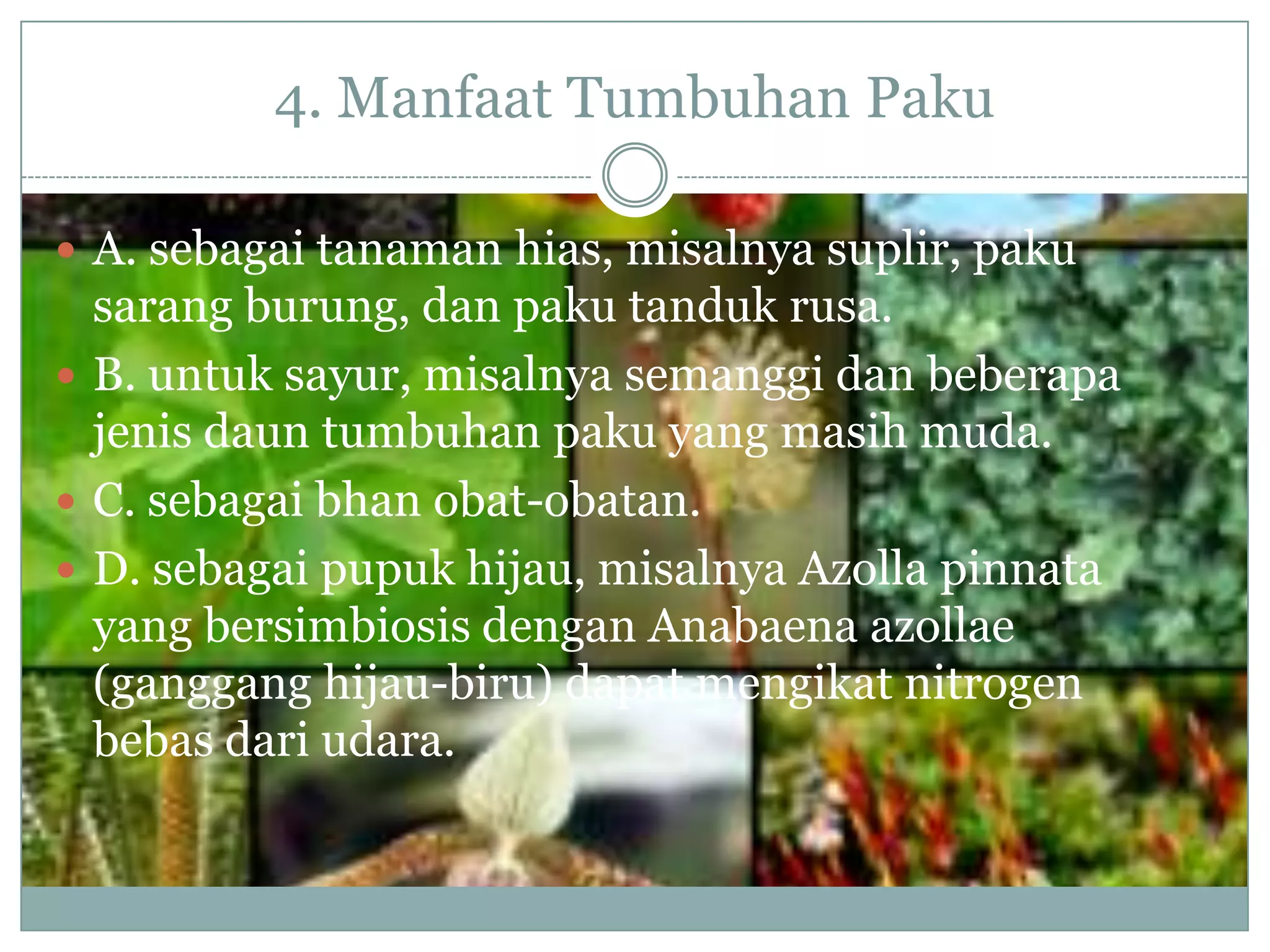 4. Manfaat Tumbuhan Paku

 A. sebagai tanaman hias, misalnya suplir, paku
  sarang burung, dan paku tanduk rusa.
 B. untuk sayur, misalnya semanggi dan beberapa
  jenis daun tumbuhan paku yang masih muda.
 C. sebagai bhan obat-obatan.
 D. sebagai pupuk hijau, misalnya Azolla pinnata
  yang bersimbiosis dengan Anabaena azollae
  (ganggang hijau-biru) dapat mengikat nitrogen
  bebas dari udara.
 